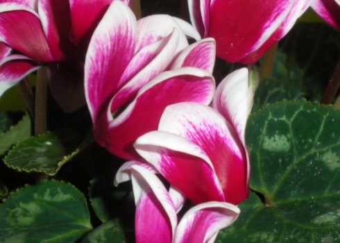 Способы размножения цикламена дома