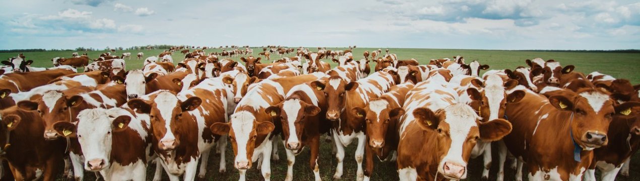 50 млн євро у формі державної допомоги м'ясному тваринництву в Ірландії