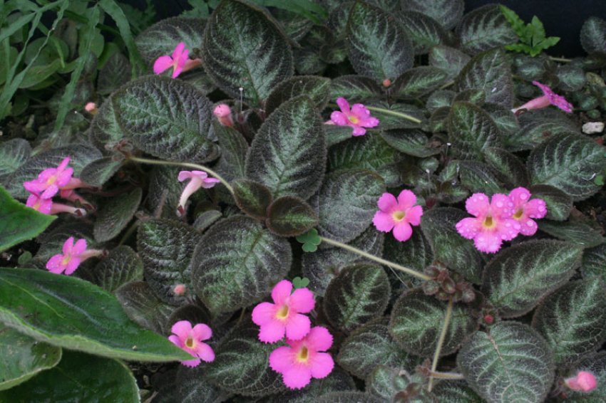 Pink panther Pink panther