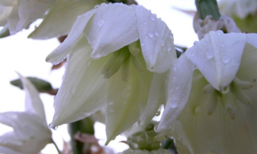 Юка слонова Юка слонова