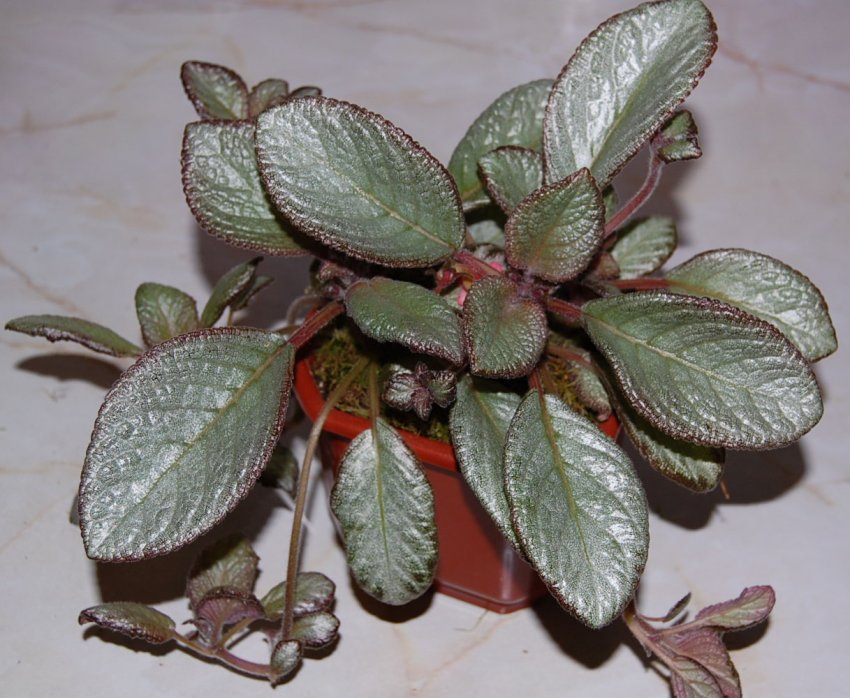 Moon light Moon light