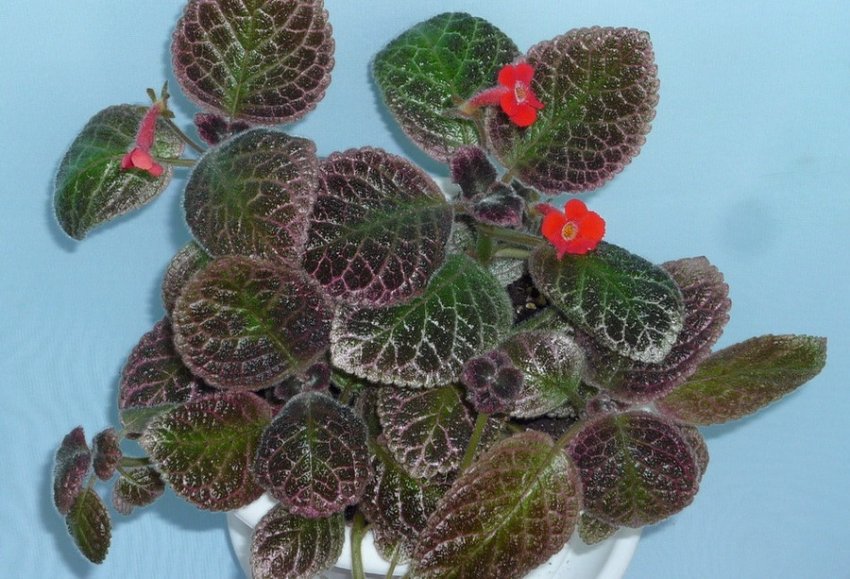 Aloha mauna loa Aloha mauna loa