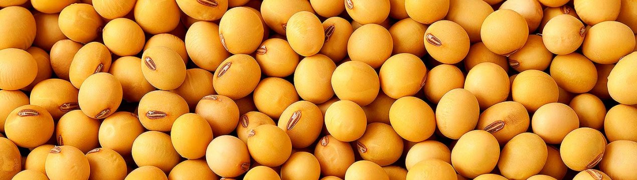 Китай робить найбільші закупівлі кукурудзи і сої в США за місяць