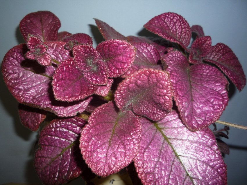 Strawberry mist Strawberry mist