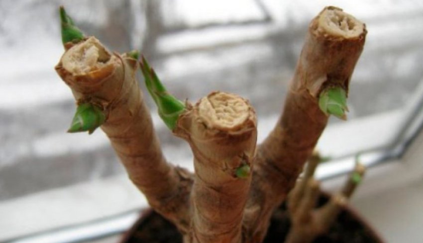 Обрізка юки Обрізка юки