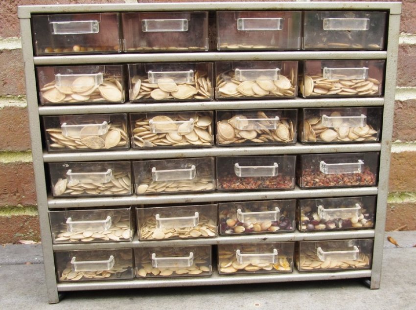 Зберігання насіння в пластиковому органайзері Зберігання насіння в пластиковому органайзері