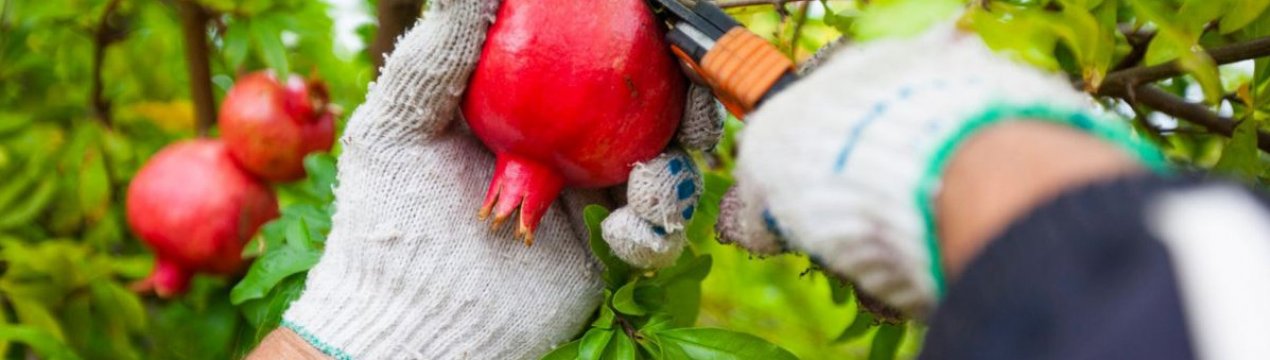 Про виробництво гранату Mollar впаде на 30%