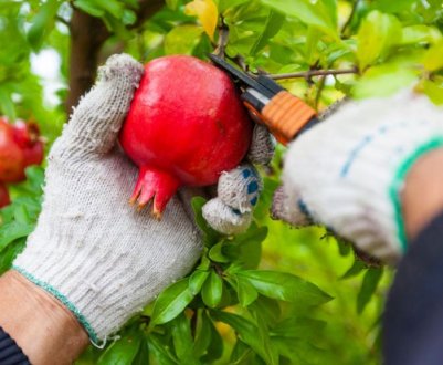 Про виробництво гранату Mollar впаде на 30%