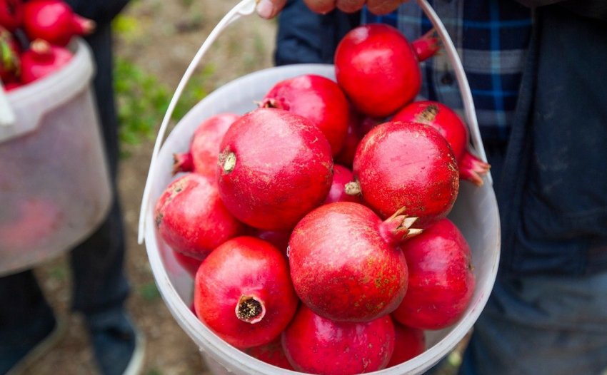 Збір врожаю гранатів
