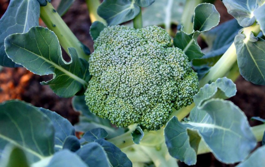 Вирощування брокколі в Італії