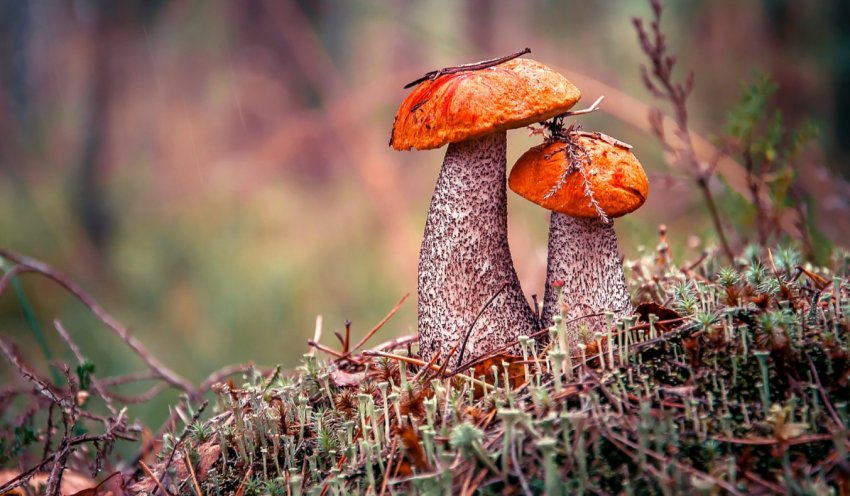 Гриби в лісі Гриби в лісі
