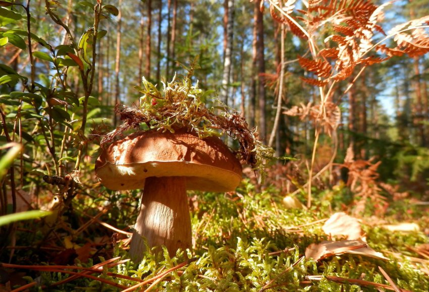 Гриби в лісі Гриби в лісі