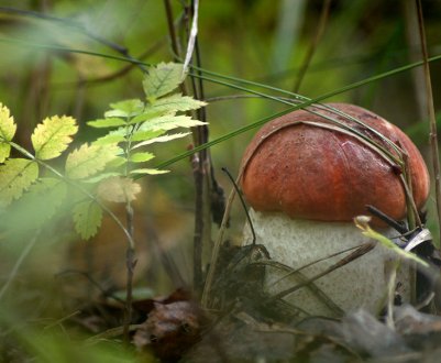 Сезон їстівних грибів 2020 року може принести сюрпризи