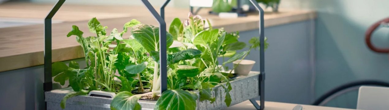 Ви здивуєтеся, коли дізнаєтеся: вирощувати рослини можна і без ґрунту