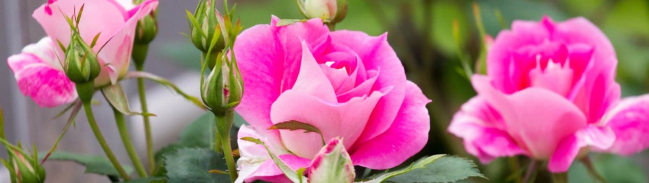 10 міфів про вирощування троянд, в які ми радо віримо