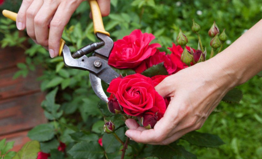 Вирощування троянд