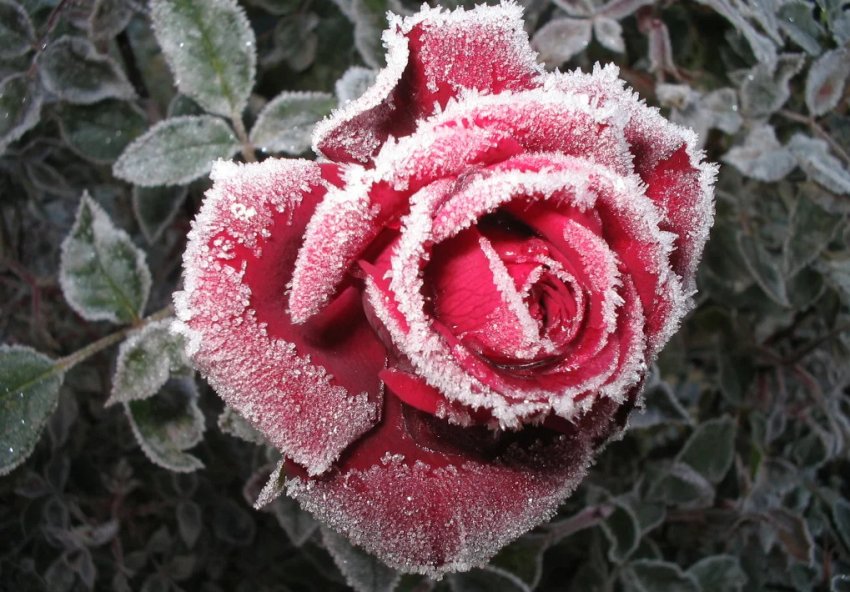 Троянди взимку