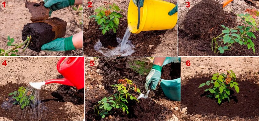 Посадка троянд