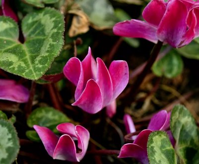 Вирощування цикламена з насіння в домашніх умовах