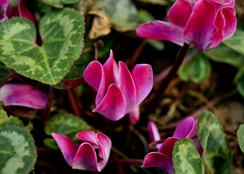 Выращивание цикламена из семян в домашних условиях