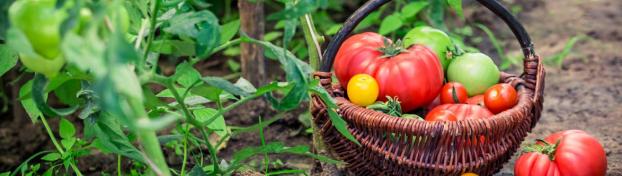 Здоровий город: рослинні відвари для підживлення та захисту городу