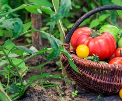 Здоровий город: рослинні відвари для підживлення та захисту городу