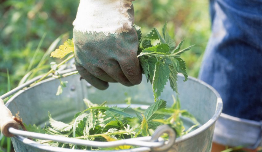 Приготування підживлення для рослин