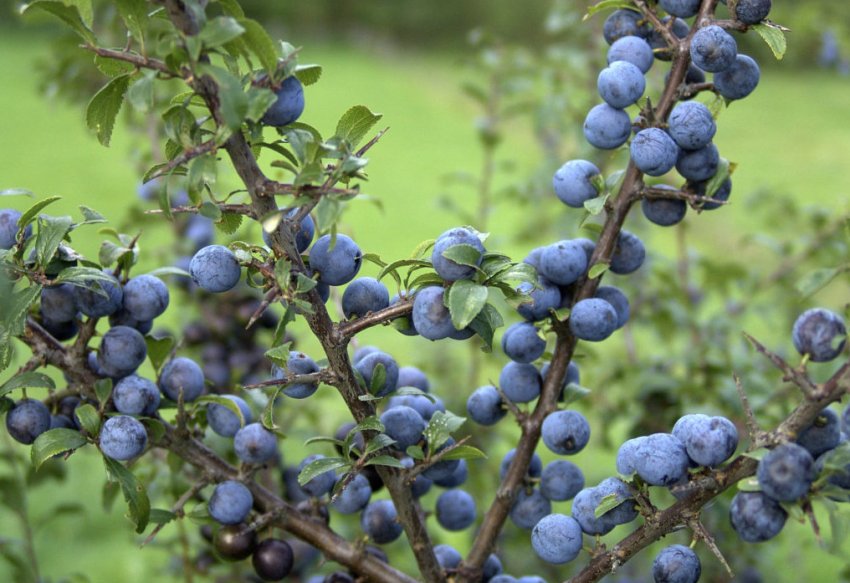 Терн колючий