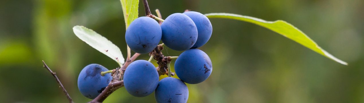 5 способів застосування різанця для вашого здоров'я