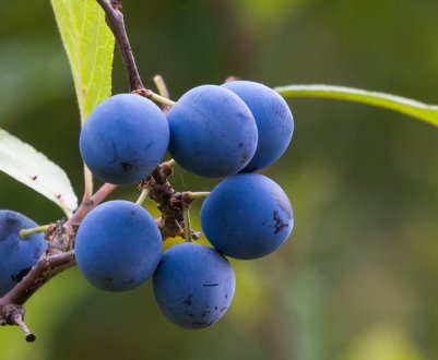 5 способів застосування різанця для вашого здоров'я