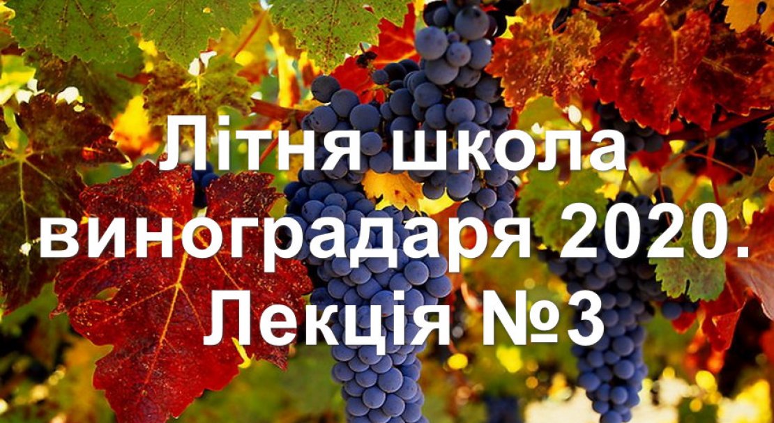 Літня школа виноградаря 2020. Лекція №3