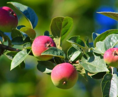 Так яблуню ви ще не обрізали: арктична і бахчева обрізка