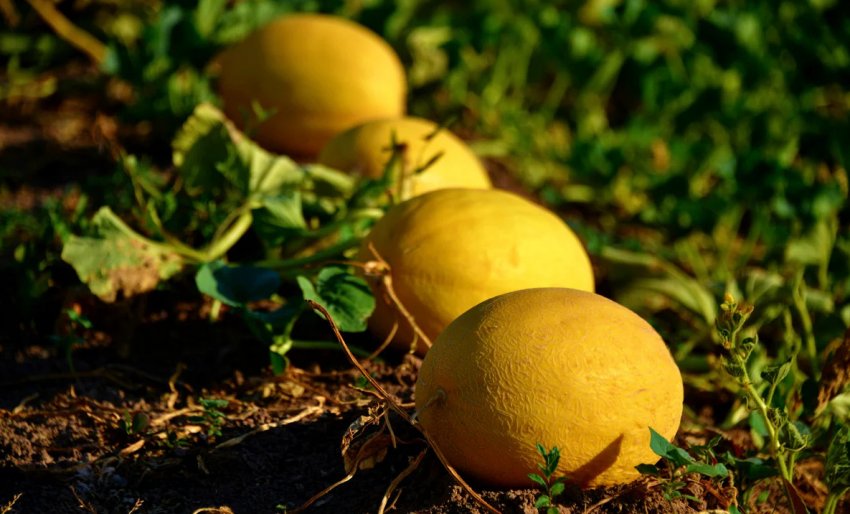 Вирощування кавунів Вирощування кавунів