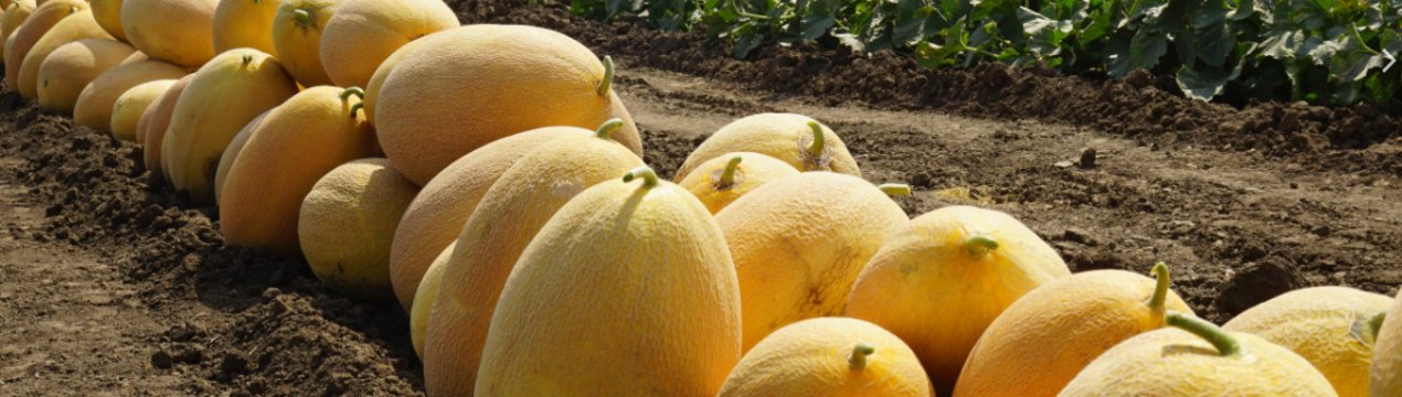 Сезон дині в Угорщині наближається до кінця