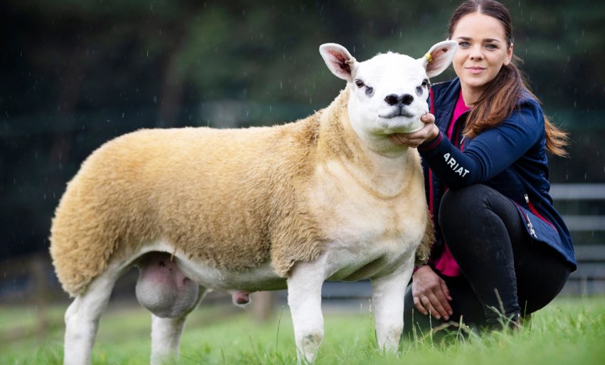 Ягня Подвійний Діамант Ягня Подвійний Діамант
