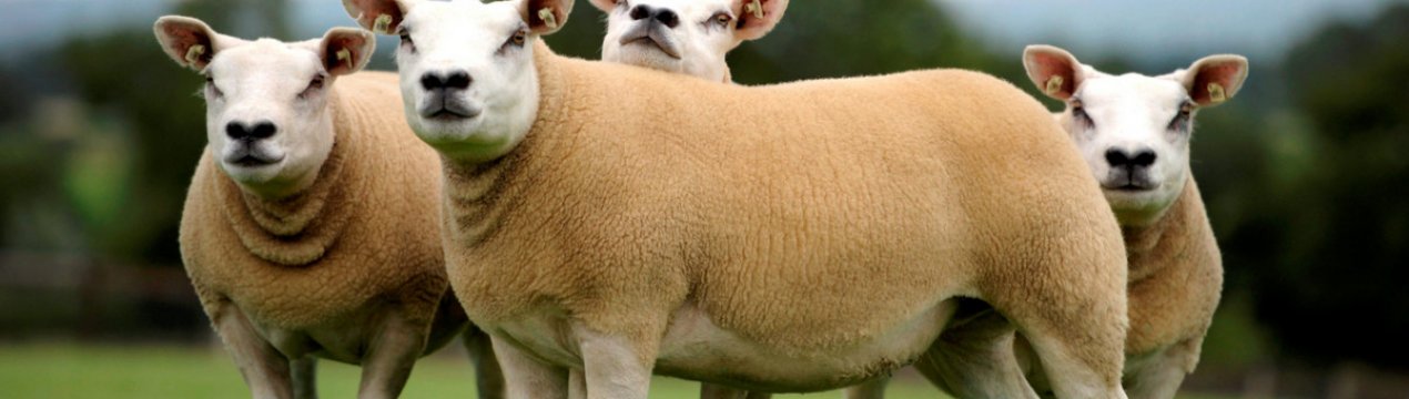 Молодий баран був проданий на аукціоні за майже півмільйона доларів у Ланарке