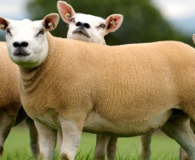 Молодий баран був проданий на аукціоні за майже півмільйона доларів у Ланарке