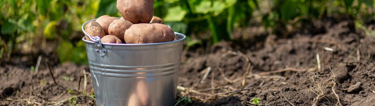 Фермерам, які вирощують картоплю в Канаді, досі потрібно більше дощу