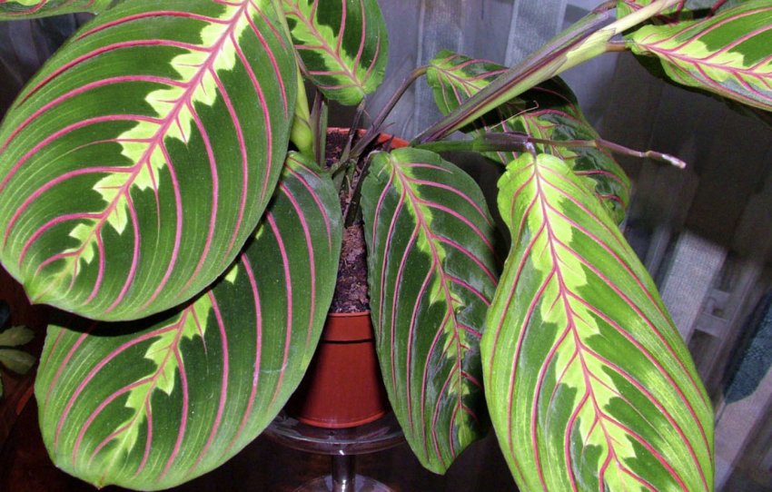 Маранта Маранта