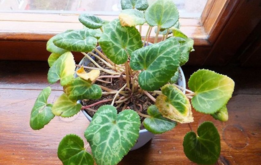 Хвороби цикламена