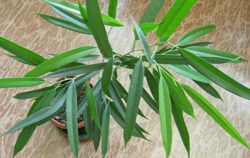 Фікус Биннедийка Алі