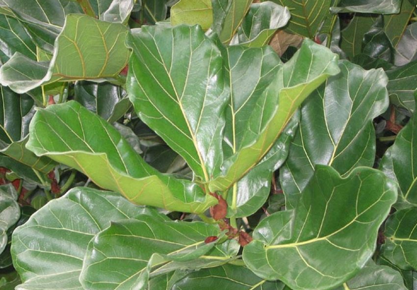 Фікус Ліровидний