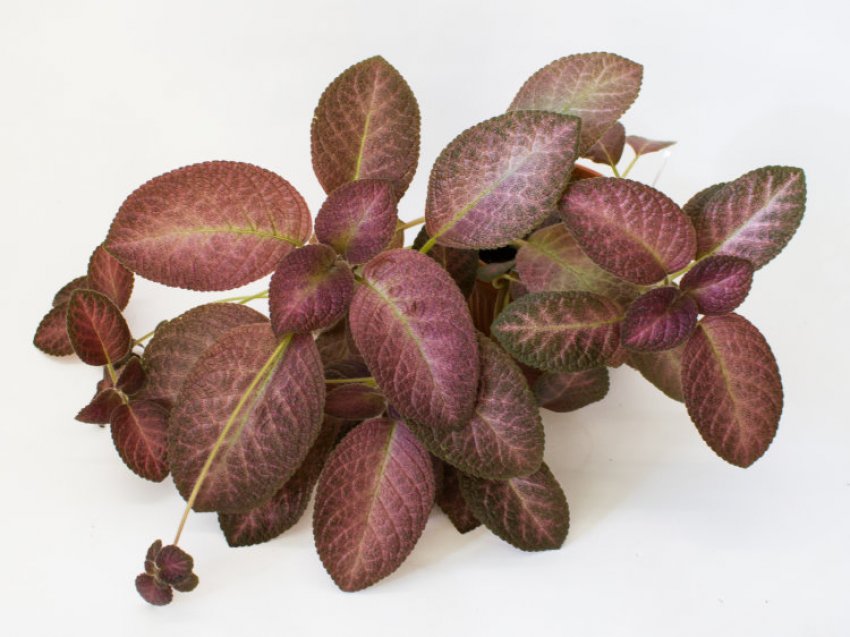 Country clown Country clown