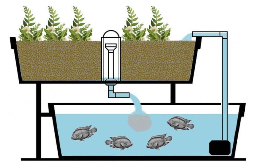 Пристрій аквапоніки