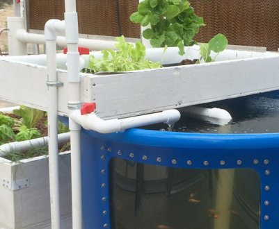 Правила і хитрості вирощування рослин за методом аквапоніки в домашніх умовах