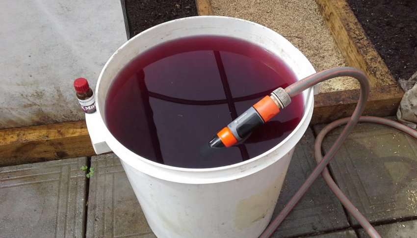 Розчин марганцовки для дезінфекції теплиці