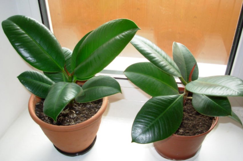 Фікус Каучконосый