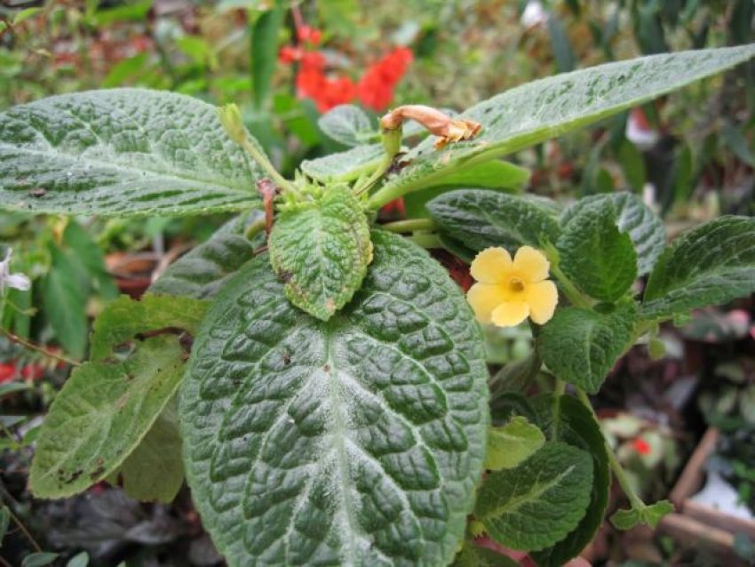 Yellow mist Yellow mist