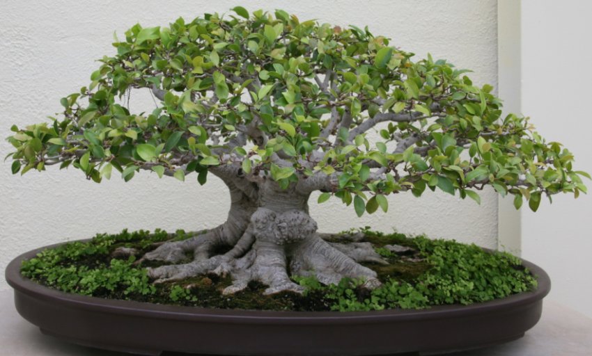 Фікус Микрокарпа