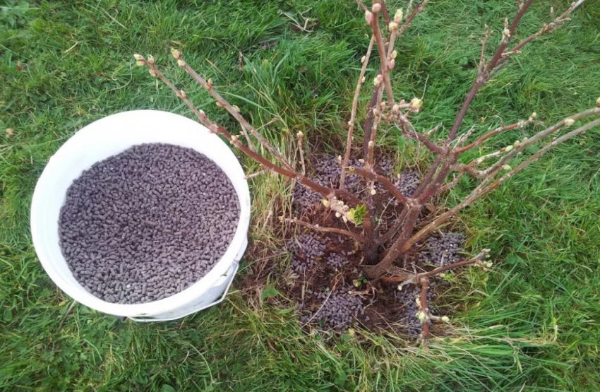 Осіннє підживлення смородини